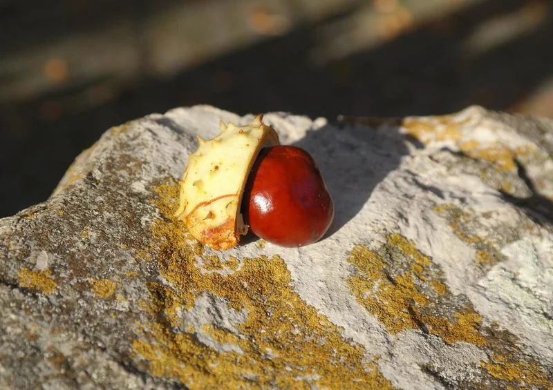17892 Ernährung - Kastanie auf Fels Puzzle