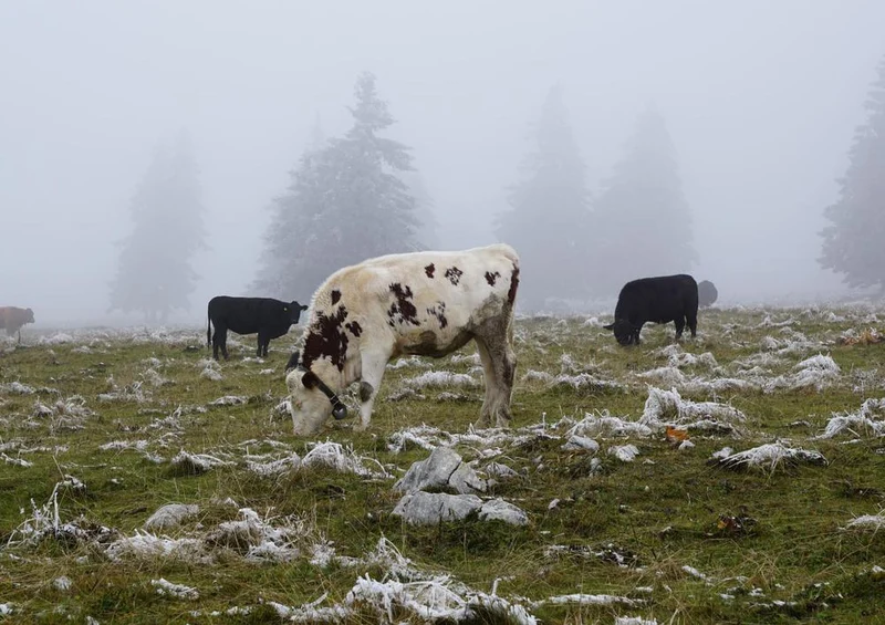 17895 Tierwelt - Kühe im Nebel Puzzle