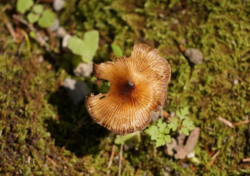 17896 Ernährung - Pilz Puzzle