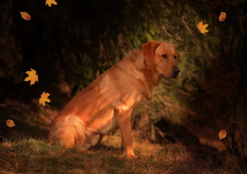 17898 Tierwelt - Wachhund Puzzle