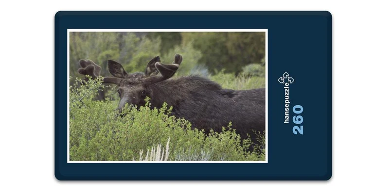17842 Tierwelt - Elch-Versteck Puzzle