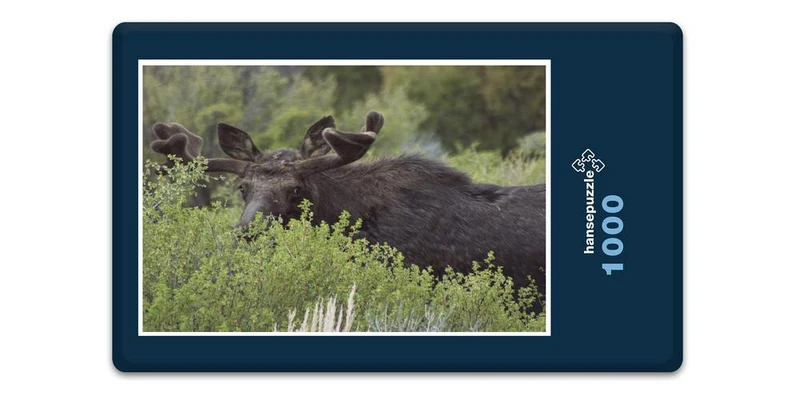 17842 Tierwelt - Elch-Versteck Puzzle