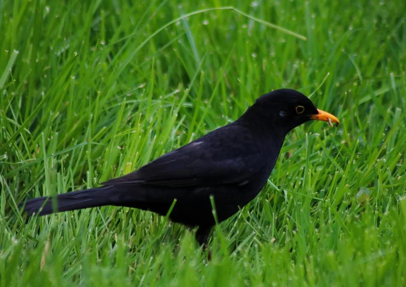 17843 Tierwelt - Vogel im Gras Puzzle
