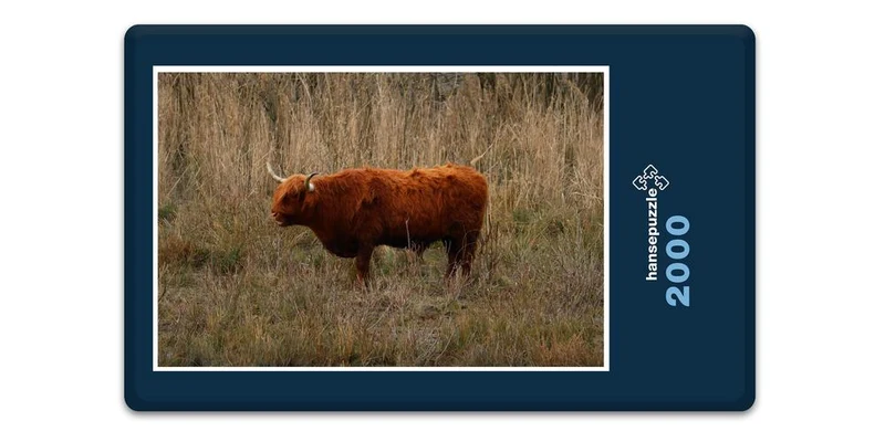 17845 Tierwelt - Hochland-Rind Puzzle