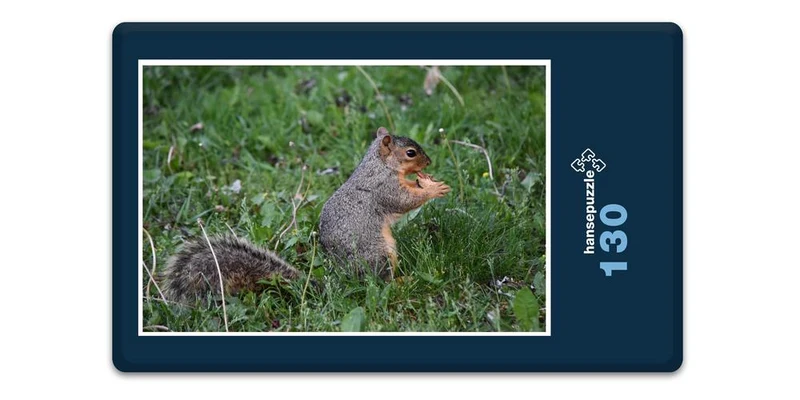 17849 Tierwelt - Hungriges Eichhörnchen Puzzle