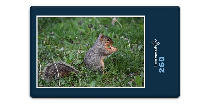 17849 Tierwelt - Hungriges Eichhörnchen Puzzle