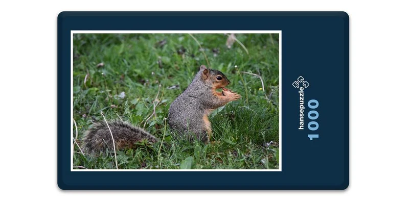 17849 Tierwelt - Hungriges Eichhörnchen Puzzle