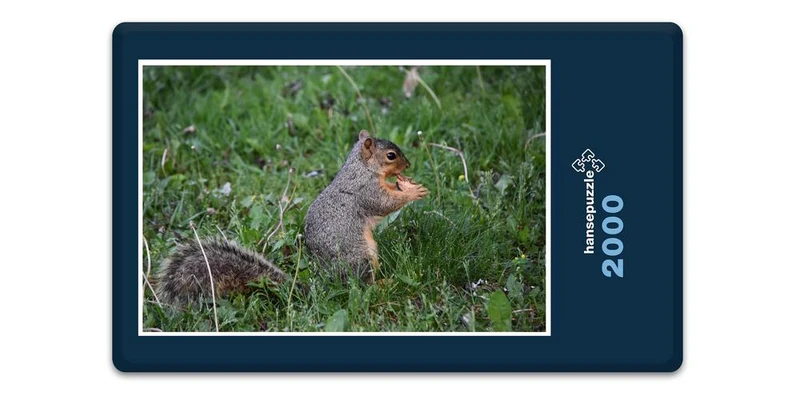 17849 Tierwelt - Hungriges Eichhörnchen Puzzle