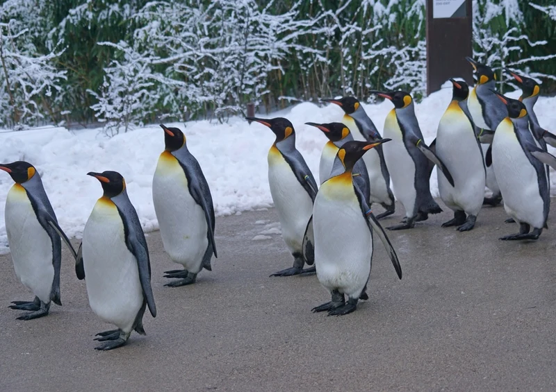 42836 Tierwelt - Pinguine Puzzle