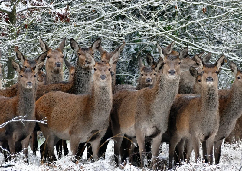 42830 Tierwelt - Wildtiere Puzzle