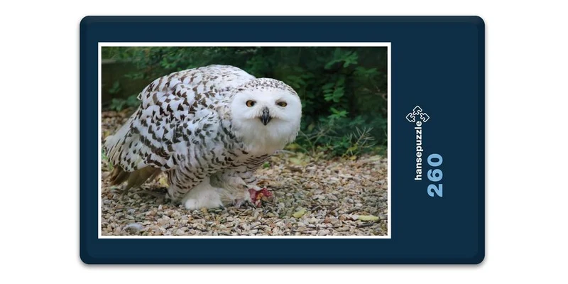 17913 Tierwelt - Schnee-Eule Puzzle