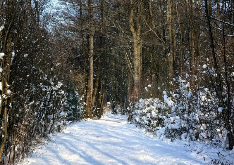 16610 Natur - Waldweg Puzzle