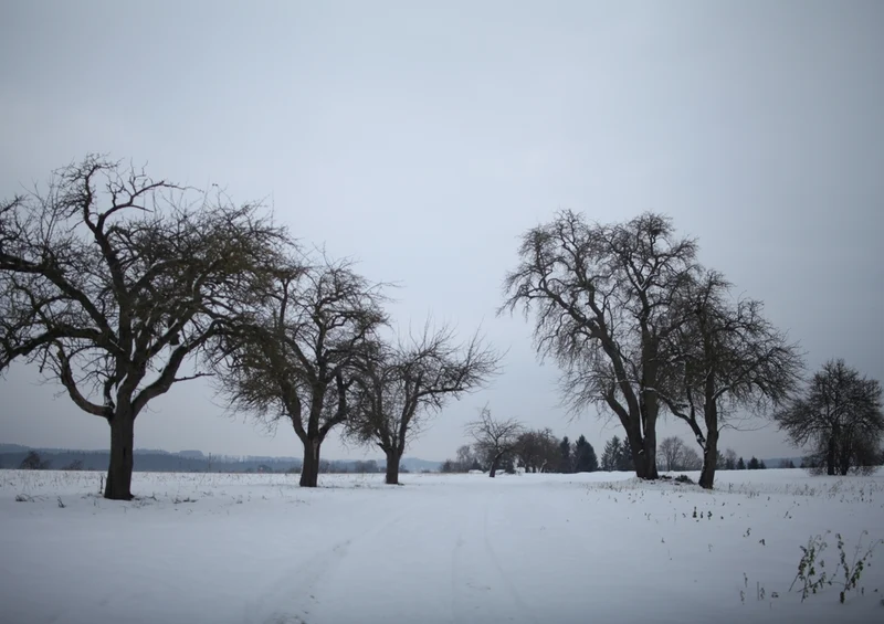 37445 Natur - Winter Puzzle