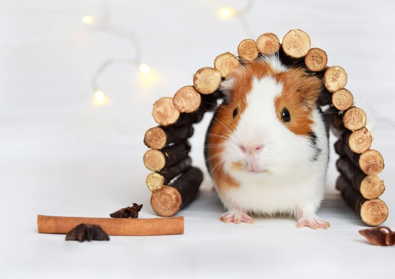 42571 Gefühle - Meerschweinchen Puzzle
