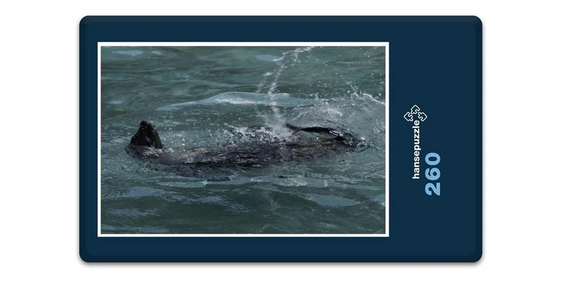 17806 Tierwelt - Seehund Puzzle