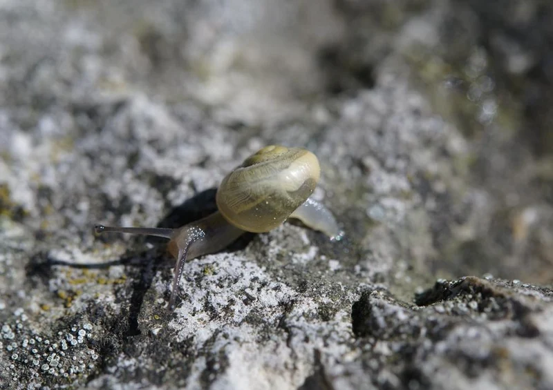 17809 Tierwelt - Schnecke Puzzle