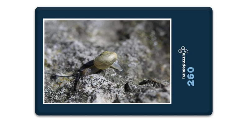 17809 Tierwelt - Schnecke Puzzle