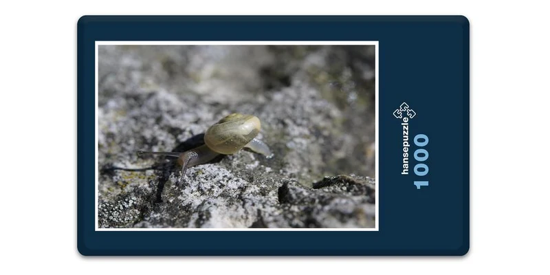17809 Tierwelt - Schnecke Puzzle