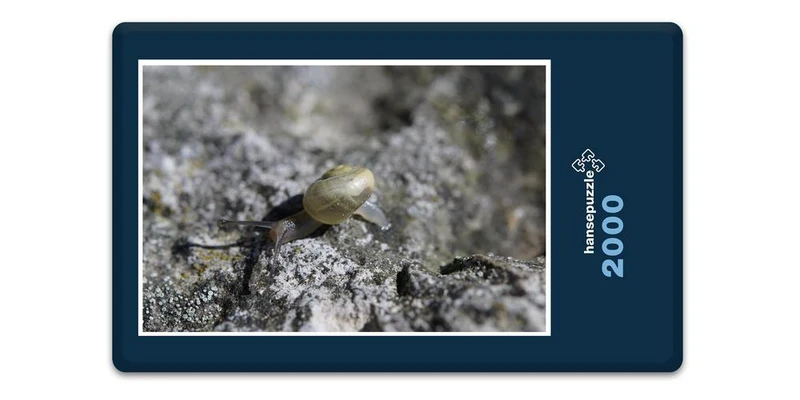 17809 Tierwelt - Schnecke Puzzle