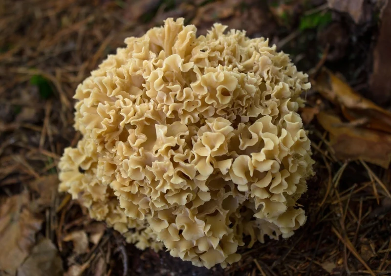 43391 Natur - Pilz Puzzle