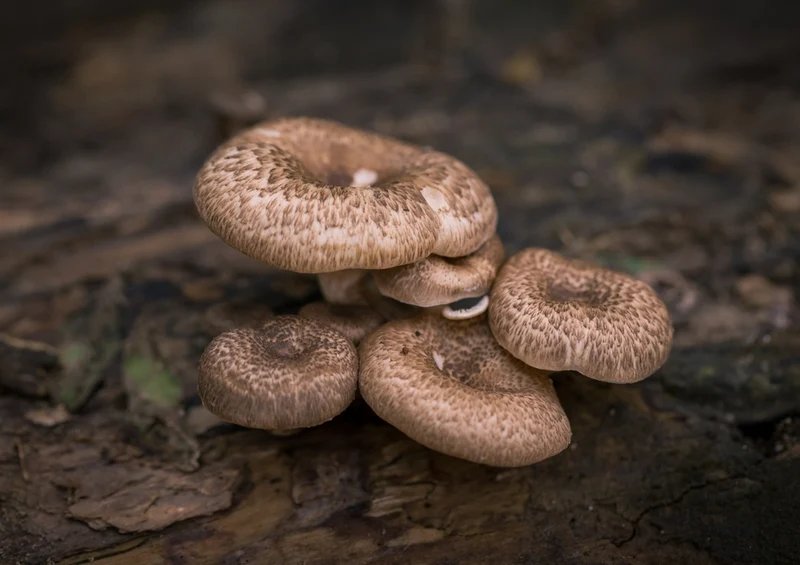 43385 Natur - Pilze Puzzle
