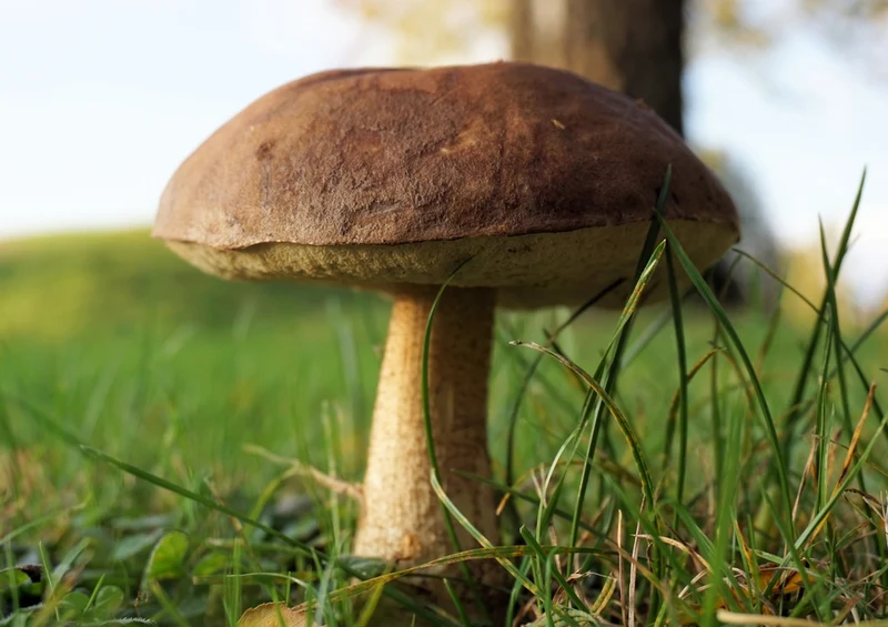 43373 Natur - Pilz Puzzle