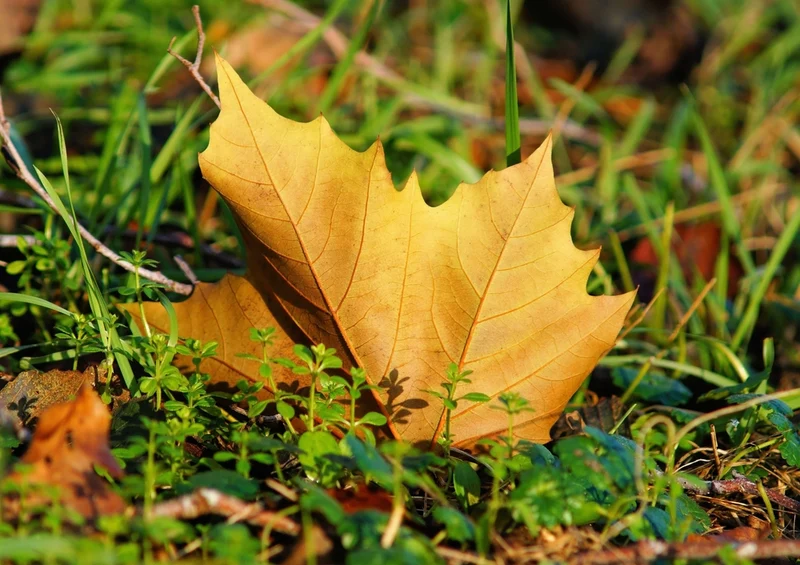 43368 Natur - Laub Puzzle