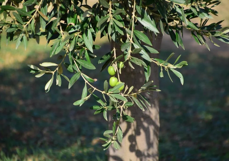 17903 Natur - Oliven-Baum Puzzle