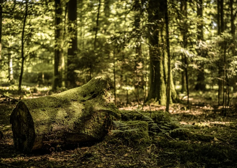 44078 Natur - Wald Puzzle