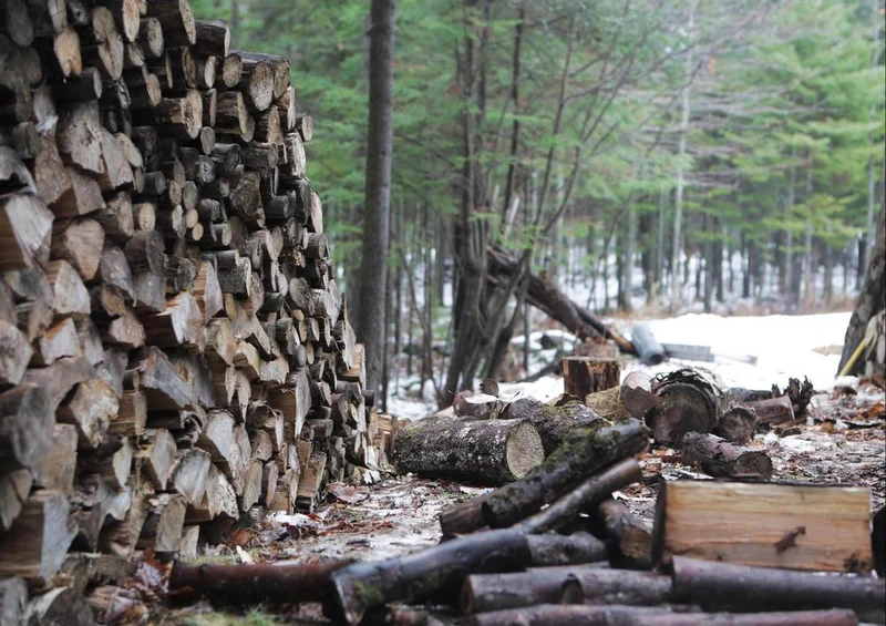 25504 Natur - Holz im Wald Puzzle