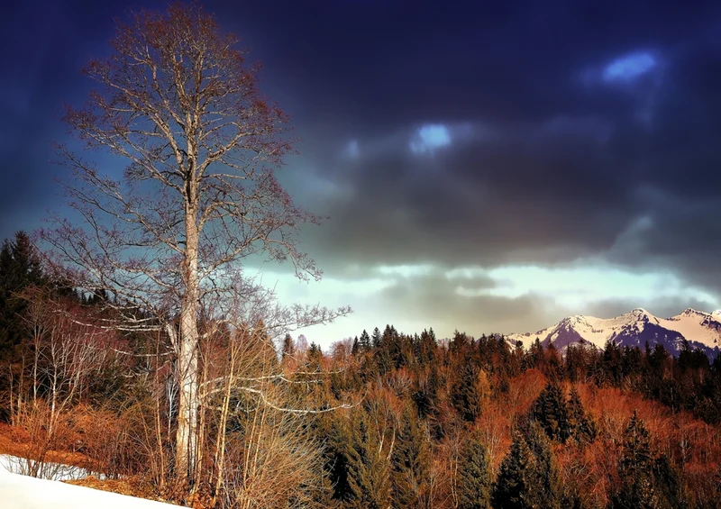 37358 Natur - Wald Puzzle