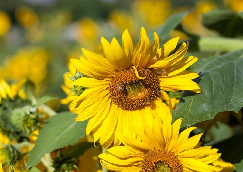 17850 Tierwelt - Sonnenblume Puzzle