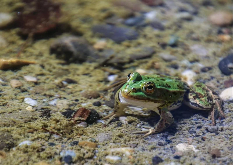 17853 Tierwelt - Frosch im See Puzzle
