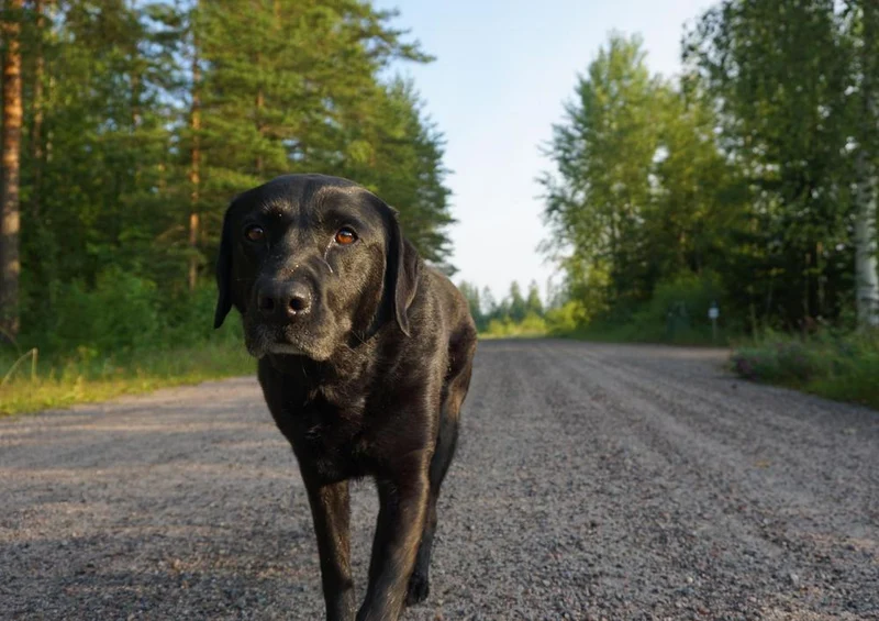 17855 Tierwelt - Labrador Puzzle