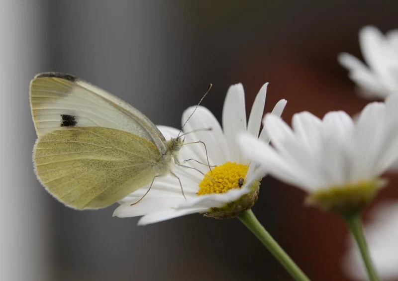 17856 Tierwelt - Schmetterling Puzzle