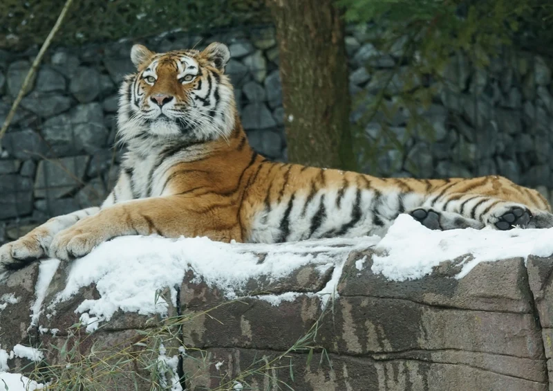 42817 Tierwelt - Tiger im Schnee Puzzle