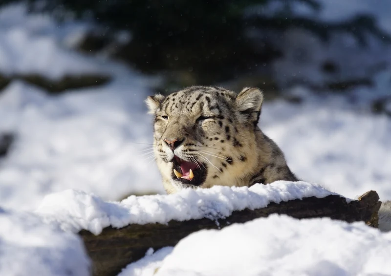 42799 Tierwelt - Winter Puzzle