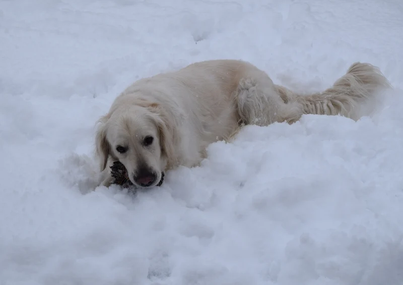42788 Tierwelt - Golden Retriever Puzzle