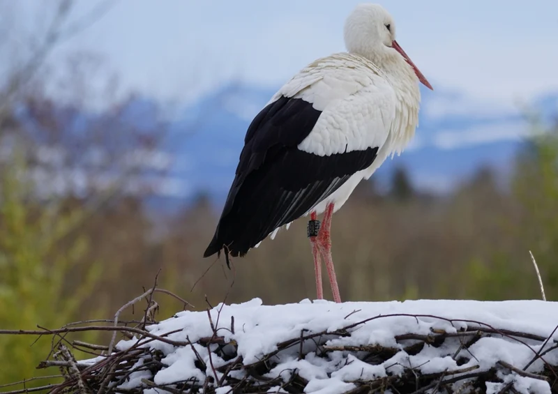 42771 Tierwelt - Storch Puzzle