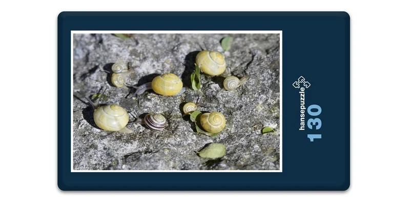 17812 Tierwelt - Schnecken-Familie Puzzle