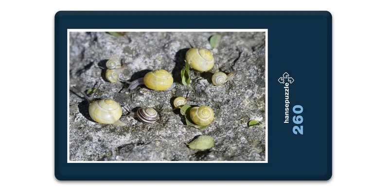 17812 Tierwelt - Schnecken-Familie Puzzle