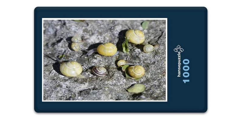 17812 Tierwelt - Schnecken-Familie Puzzle