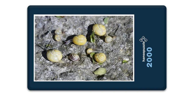 17812 Tierwelt - Schnecken-Familie Puzzle