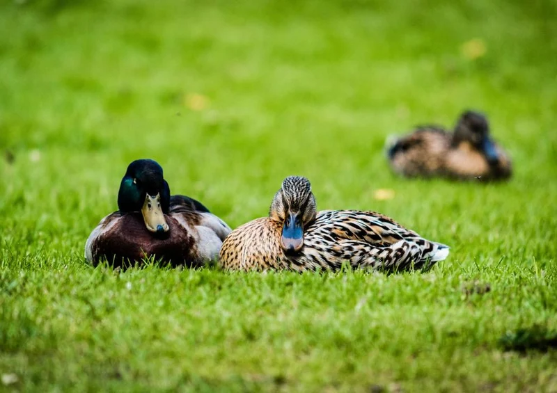 17818 Tierwelt - Enten-Paar Puzzle