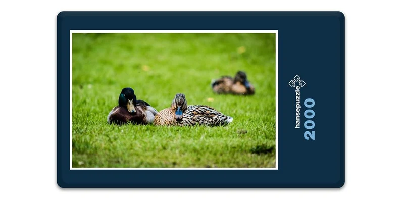 17818 Tierwelt - Enten-Paar Puzzle