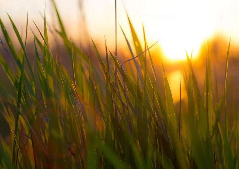 17819 Natur - Gras Puzzle