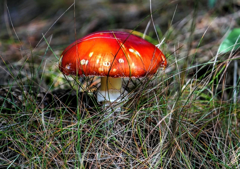 43347 Natur - Pilz Puzzle