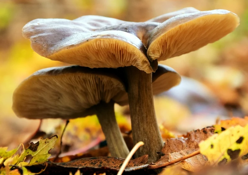 43335 Natur - Pilze Puzzle