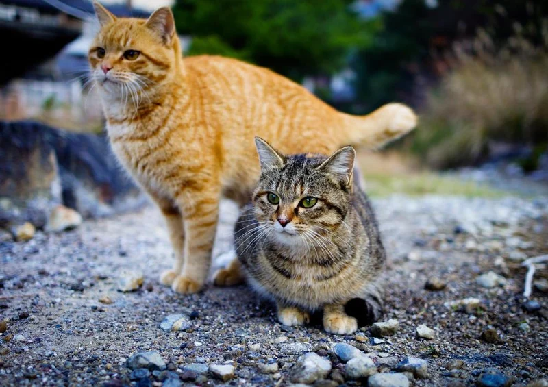 17970 Tierwelt - Katzen Puzzle