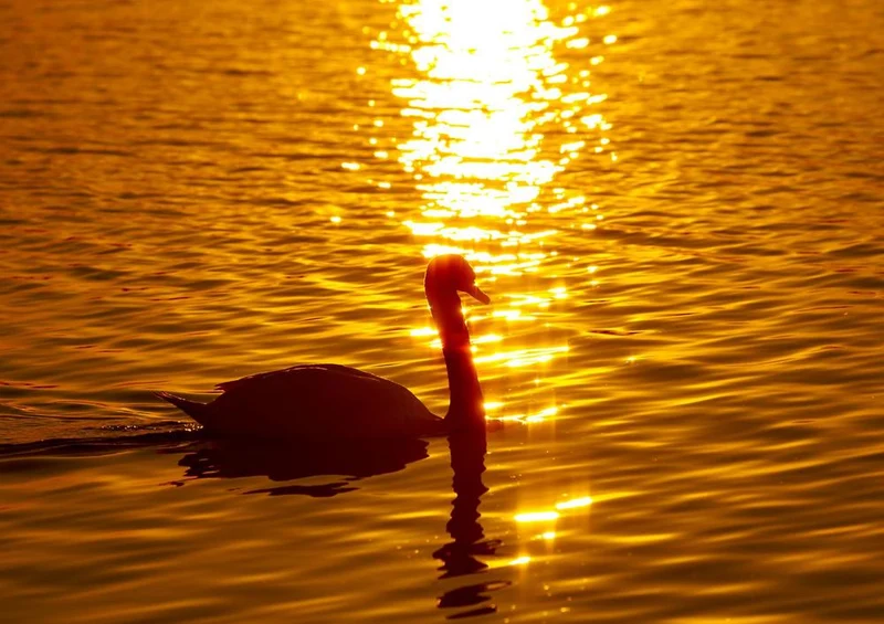17973 Tierwelt - Der Sonne entgegen Puzzle